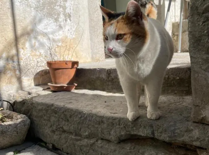 Сasa de vacaciones Maja Stone House Kornić